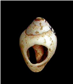 colombella